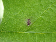 Lasius
