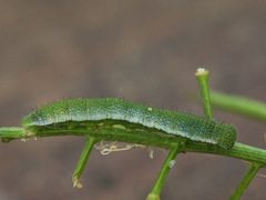 Anthocharis cardamines