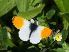 Anthocharis cardamines