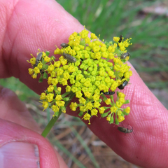 Cymopterus lemmonii