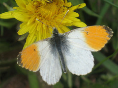 Anthocharis cardamines