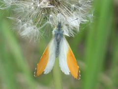 Anthocharis cardamines