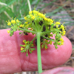 Cymopterus lemmonii