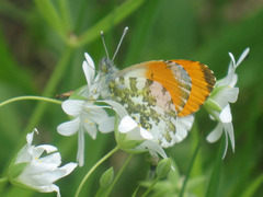 Anthocharis cardamines