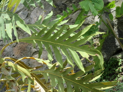 Bocconia arborea