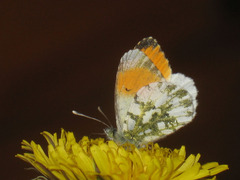 Anthocharis cardamines