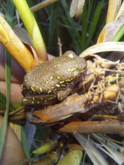 Hyperolius marmoratus