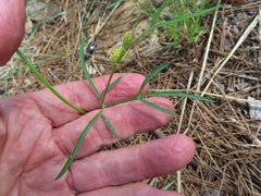 Cymopterus lemmonii