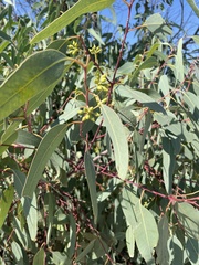 Eucalyptus camaldulensis