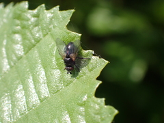 Brachycera
