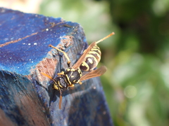 Polistes dominula