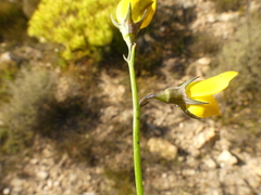 Lebeckia pauciflora