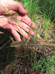 Cymopterus lemmonii