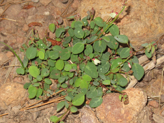 Desmodium grahamii
