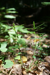 Euonymus nanus