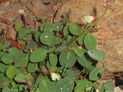 Desmodium grahamii