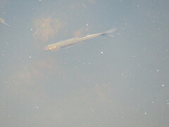 Notemigonus crysoleucas