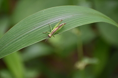 Oxya japonica