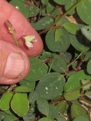 Desmodium grahamii