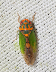 Ponana