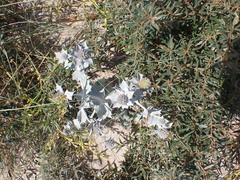 Eryngium maritimum