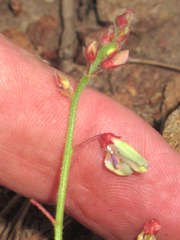 Desmodium grahamii
