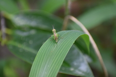 Oxya japonica