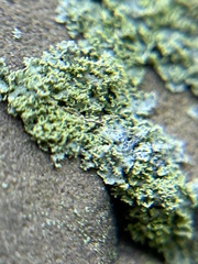 Physcia millegrana