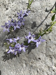 Campanula versicolor
