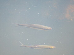 Notemigonus crysoleucas