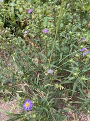 Eurybia hemispherica