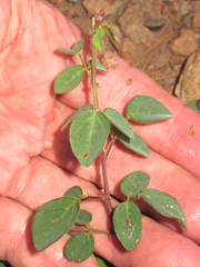 Desmodium grahamii