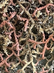 Selaginella denticulata