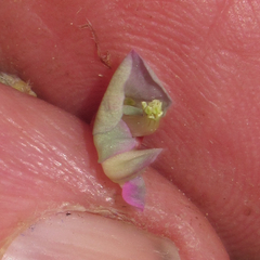 Desmodium grahamii