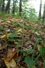 Pyrola media