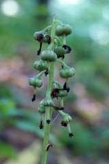 Pyrola media