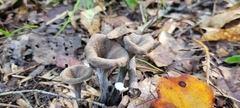 Craterellus fallax