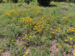 Heliopsis parvifolia