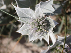 Eryngium maritimum