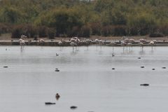 Phoenicopterus roseus