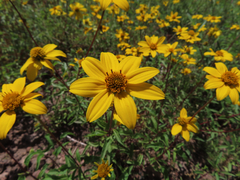 Heliopsis parvifolia