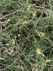 Diplotaxis tenuifolia