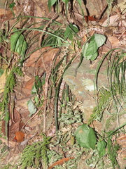 Protobothrops mucrosquamatus