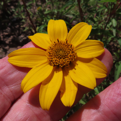 Heliopsis parvifolia