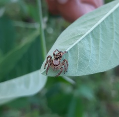 Carrhotus