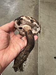 Tylopilus atronicotianus