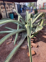 Agave mapisaga