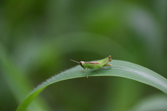 Oxya japonica