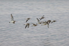 Limosa lapponica