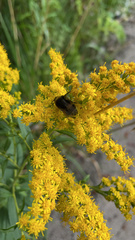Bombus